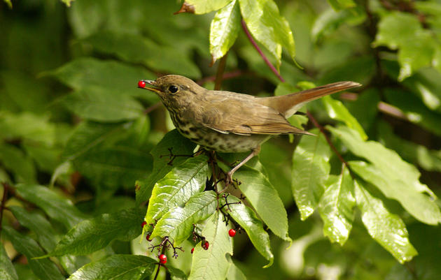 The Emperor Has No Timber?