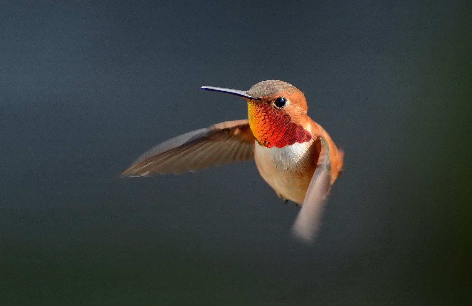 climate change how you can help birds audubon alaska climate change how you can help birds audubon alaska