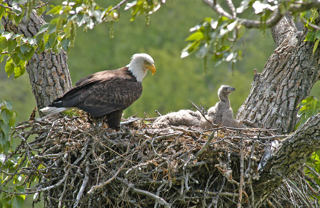 Bald Eagle and chicks. Bald Eagle and chicks.