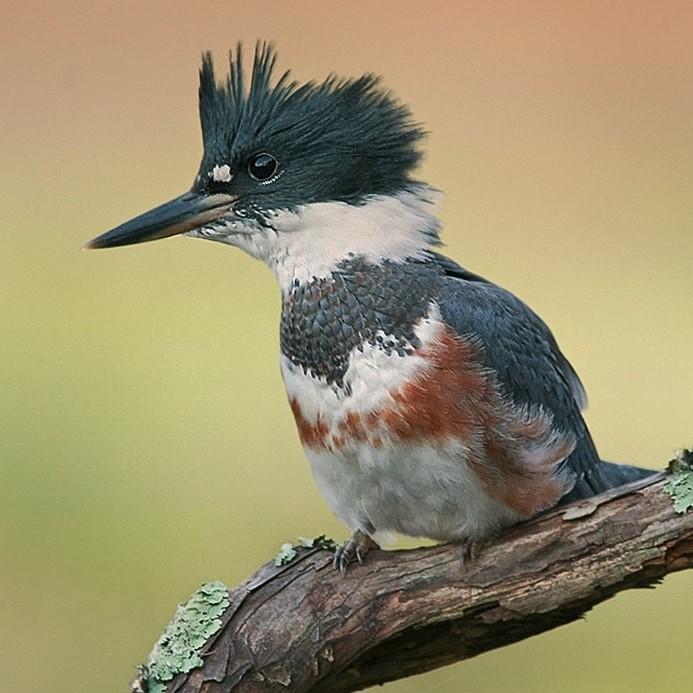 Belted Kingfisher Belted Kingfisher