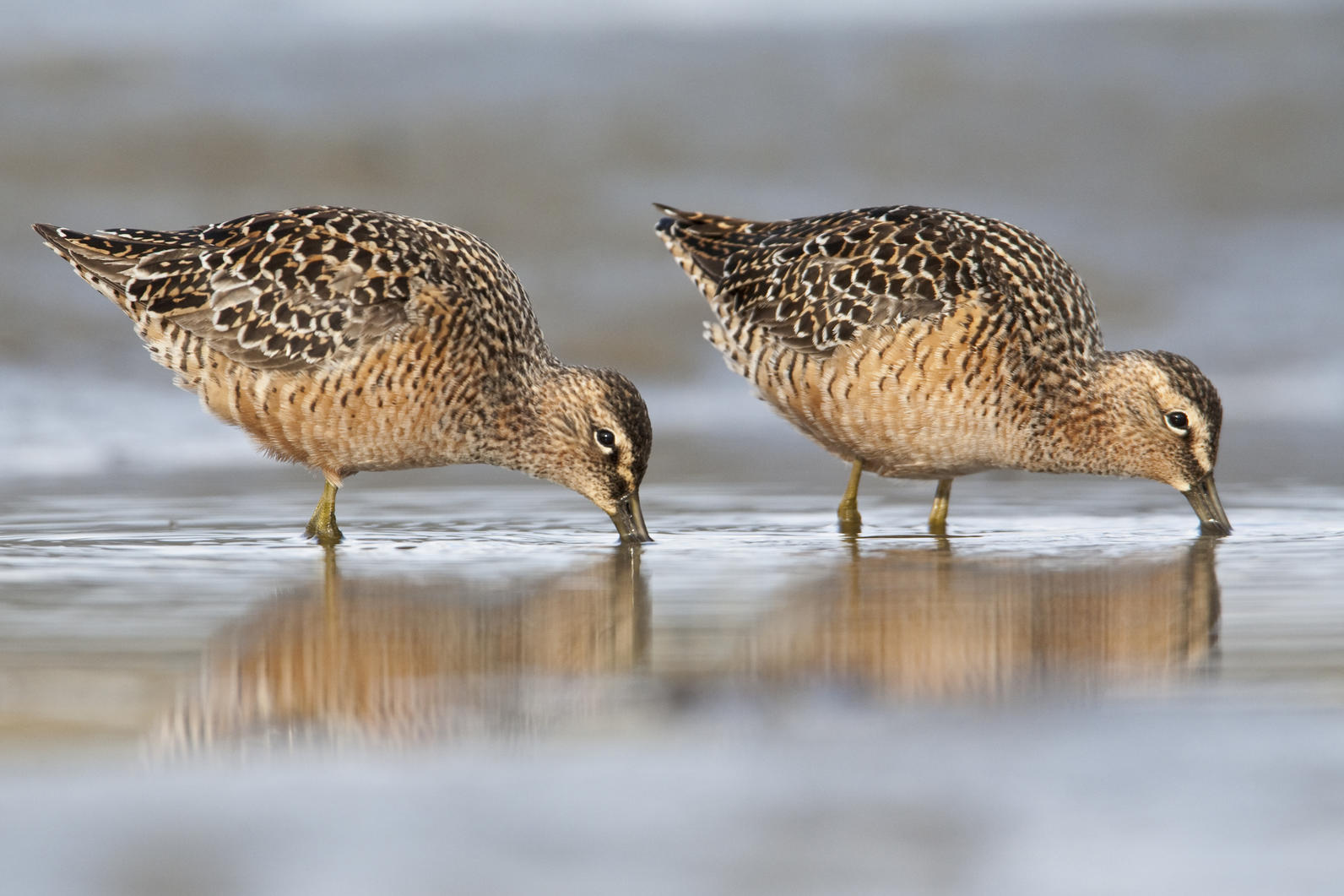 Long-billed Dowitchers feeding Long-billed Dowitchers feeding