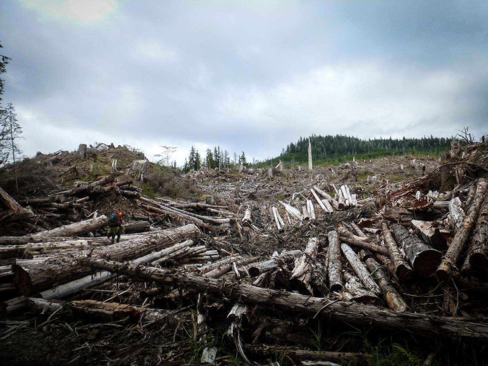 Clearcut on Prince of Wales Island. Clearcut on Prince of Wales Island.