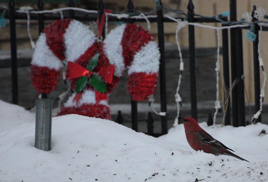 ‘Tis the Season for the Audubon Christmas Bird Count Audubon Alaska