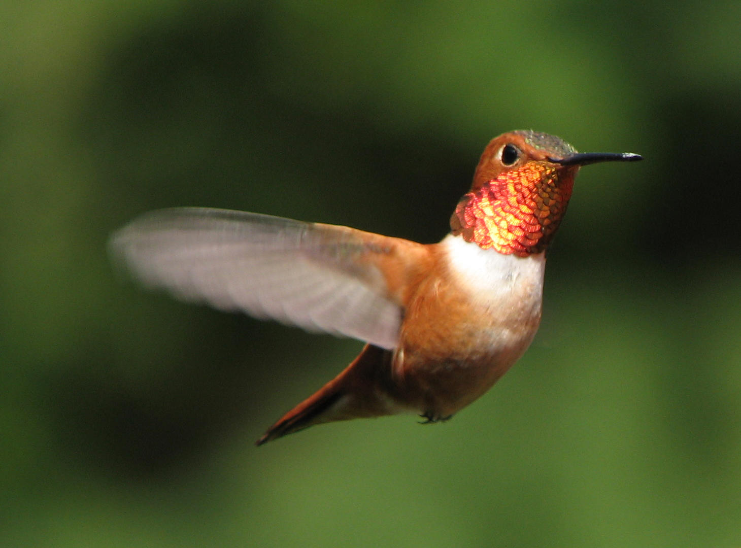 bird festivals in alaska audubon alaska bird festivals in alaska audubon alaska