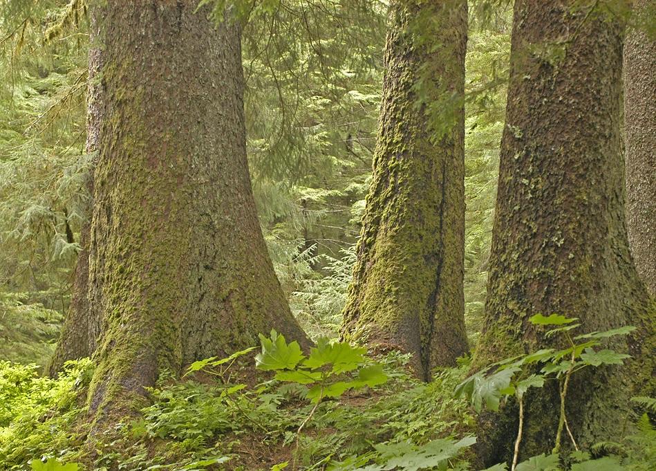 Old-growth forest in the Tongass. Old-growth forest in the Tongass.
