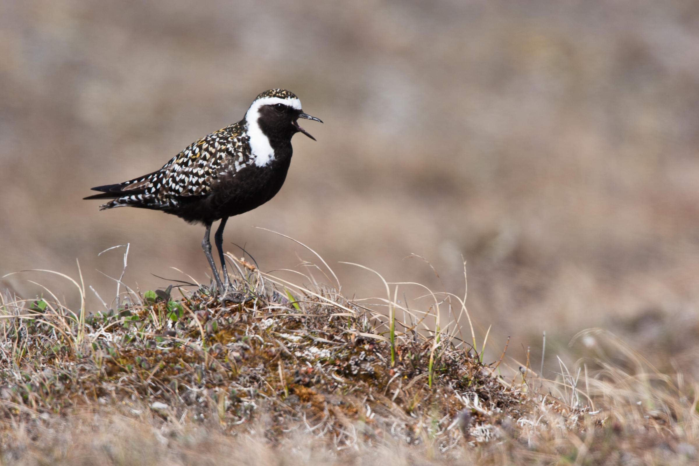 Arctic National Wildlife Refuge Audubon Alaska