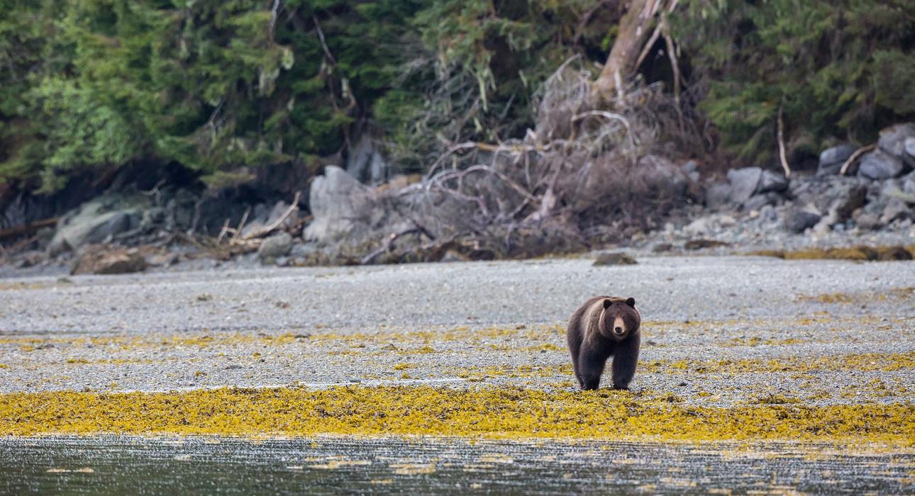Ecological Atlas of Southeast Alaska Audubon Alaska