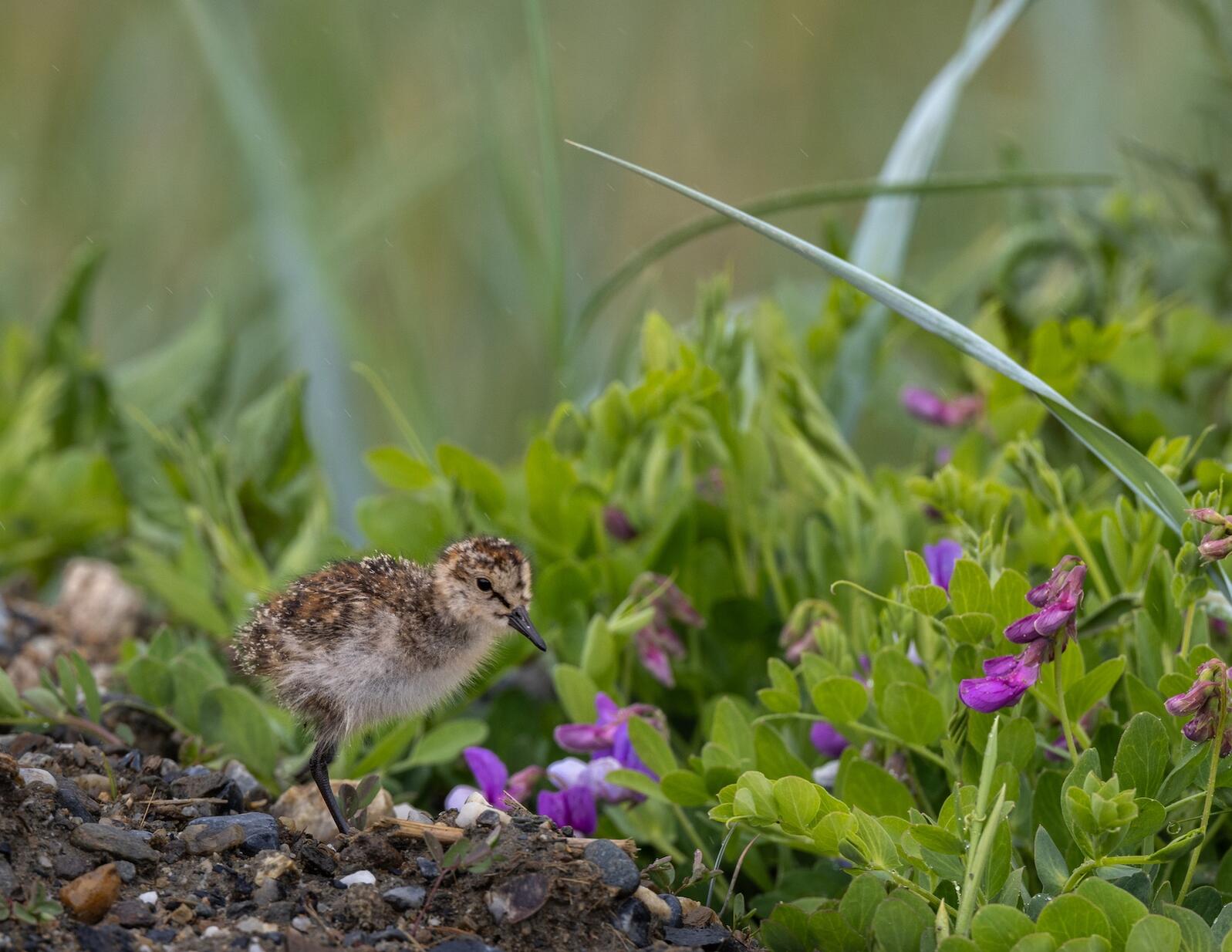 Young shorebird in vegetation