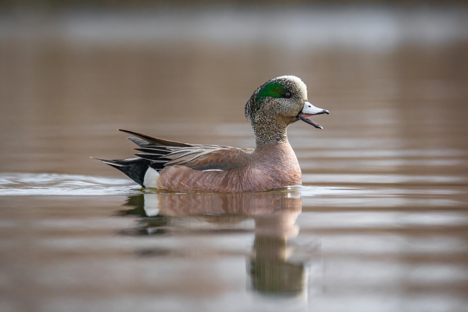 Waterfowl on water