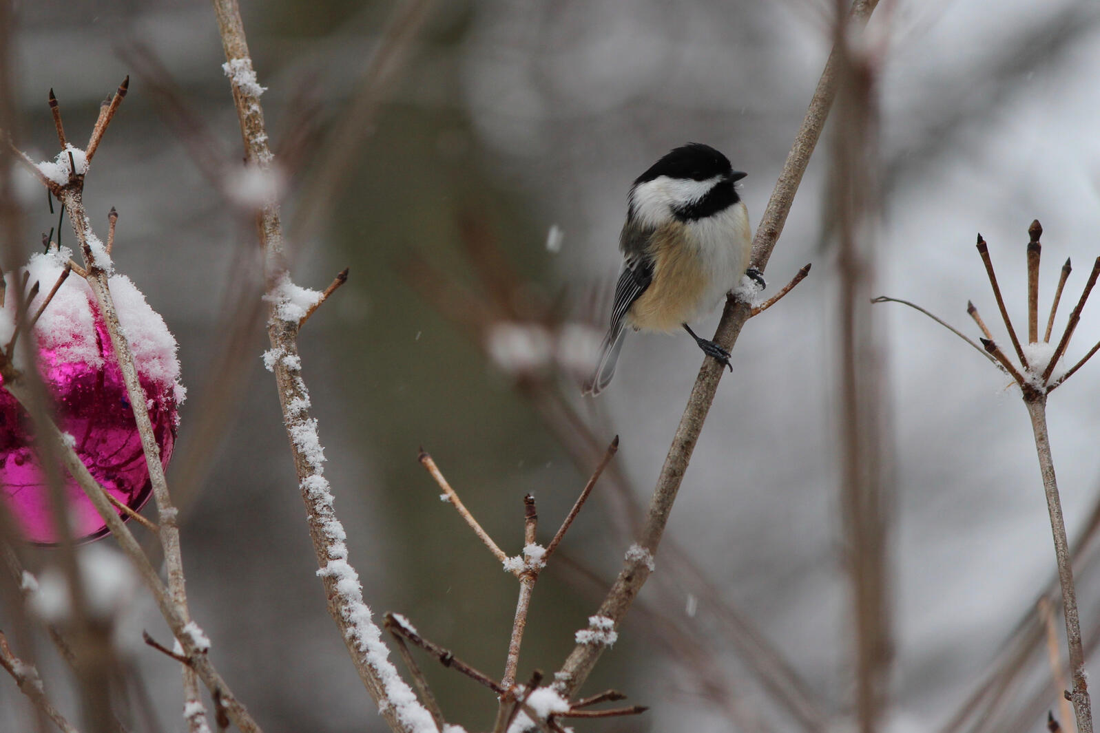 Black-capped Chickadee