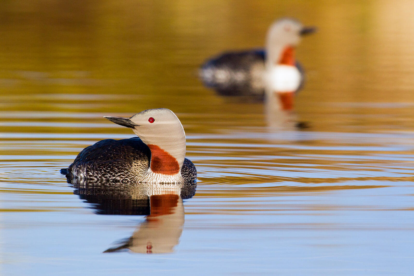 Red-throated Loon.