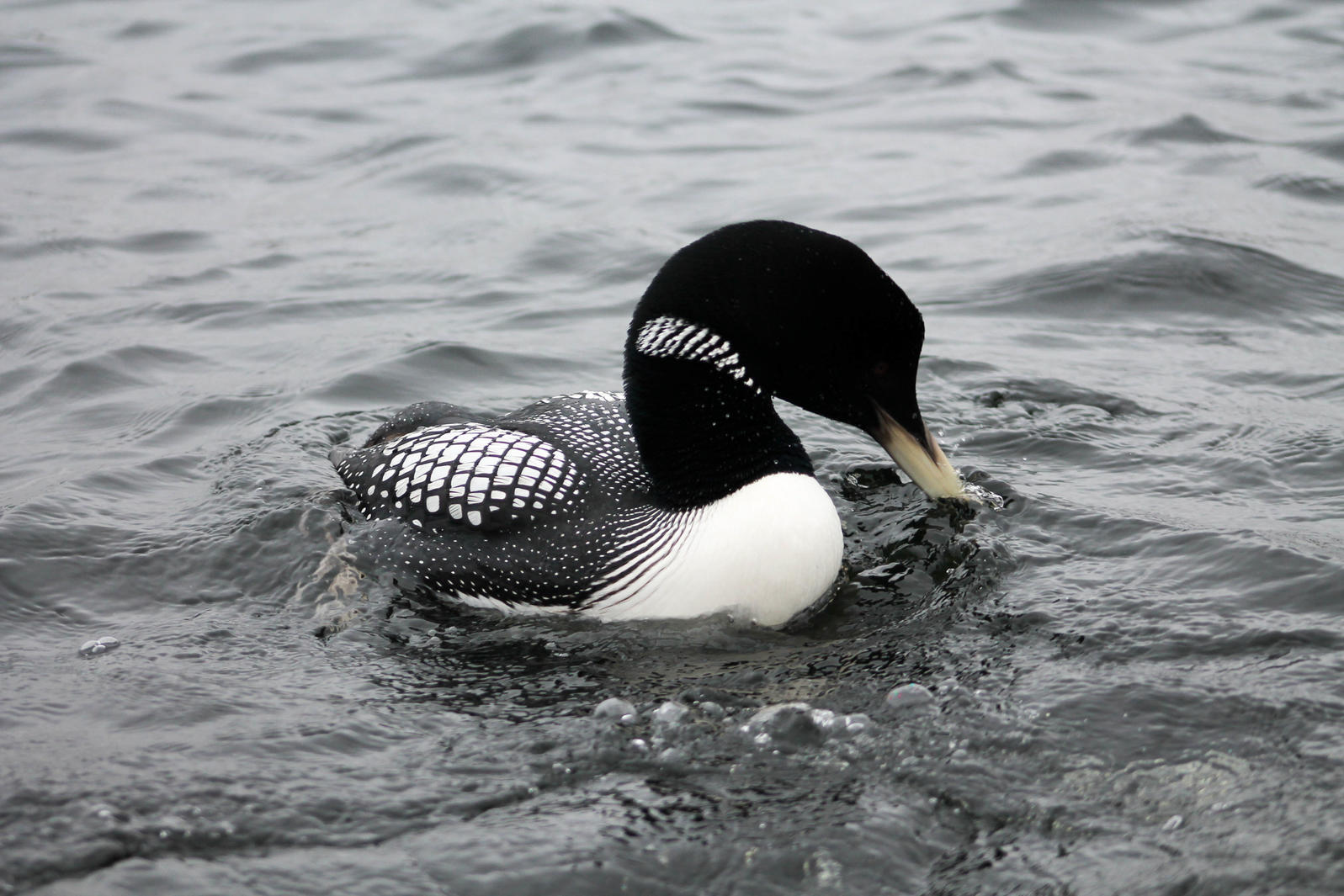 Yellow-billed Loons are one species at risk from the Willow oil project.