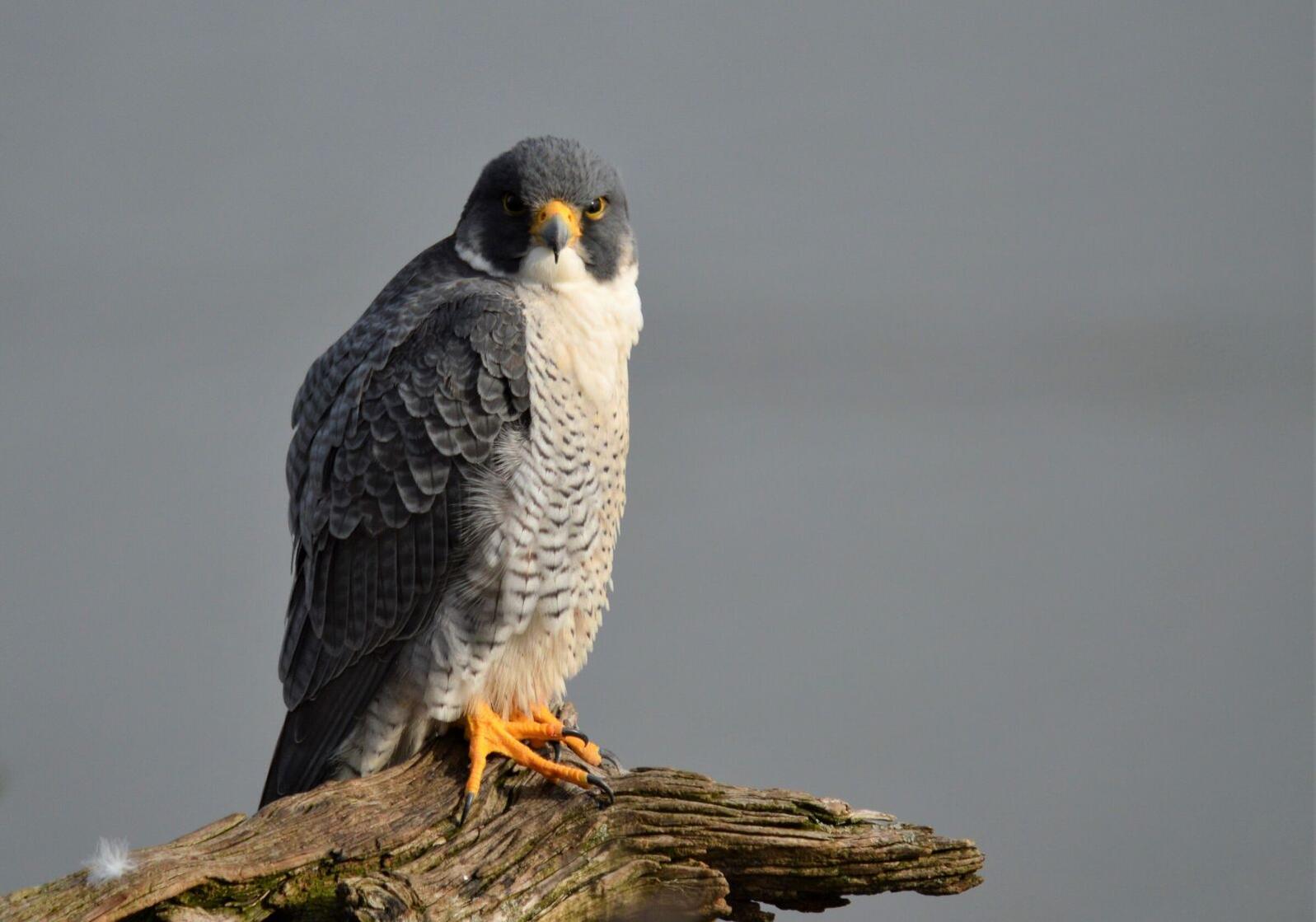 Bird of prey looking at camera