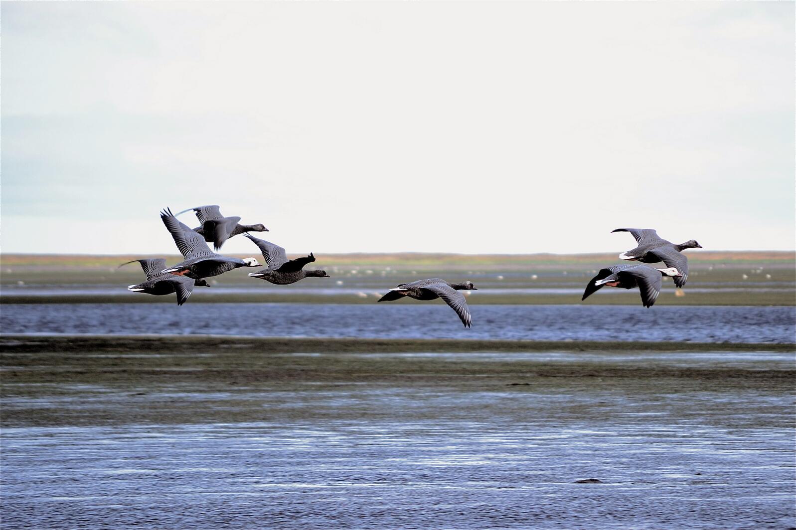 Emperor Geese over Izembek National Wildlife Refuge.
