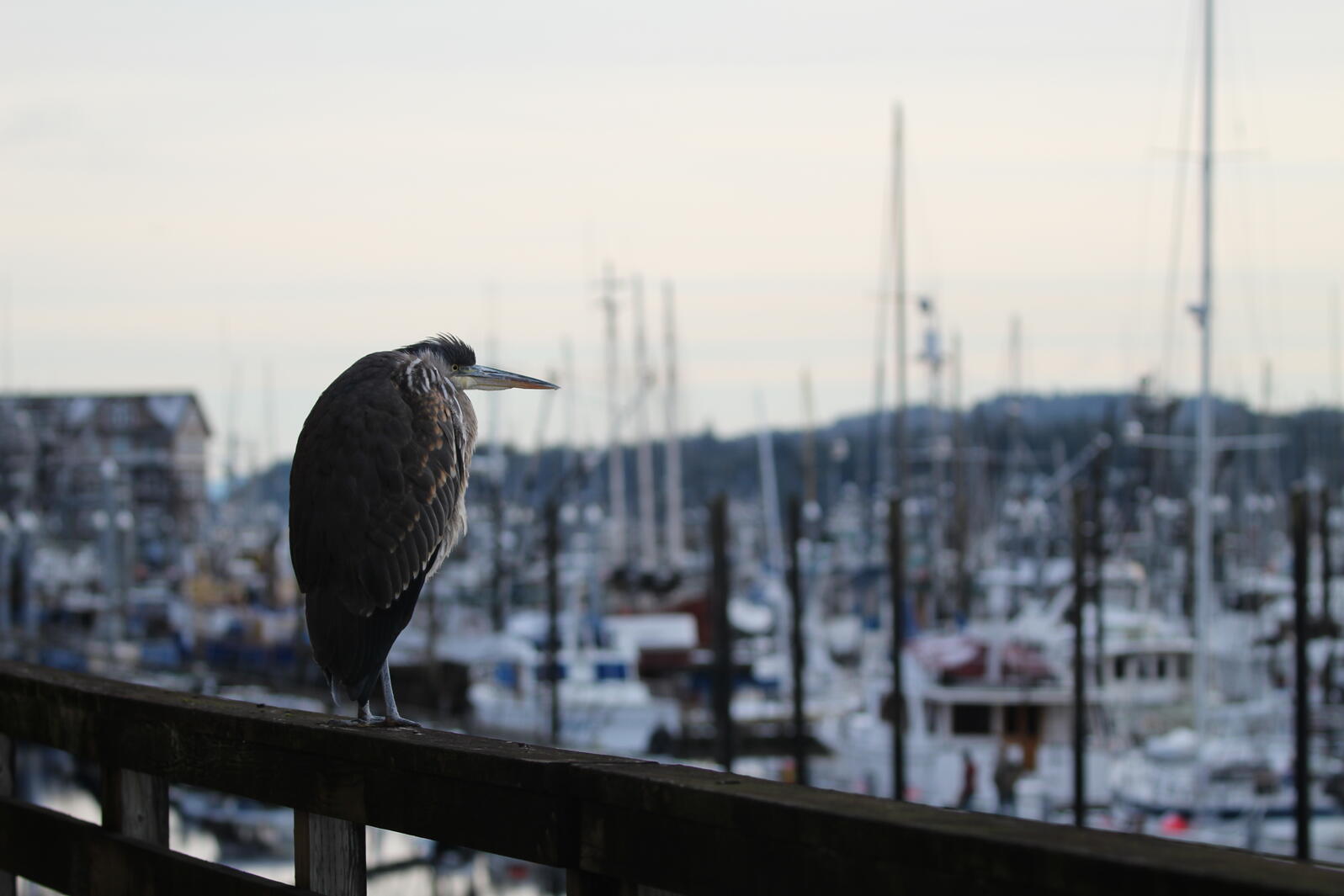 Large bird overlooking boat harbor