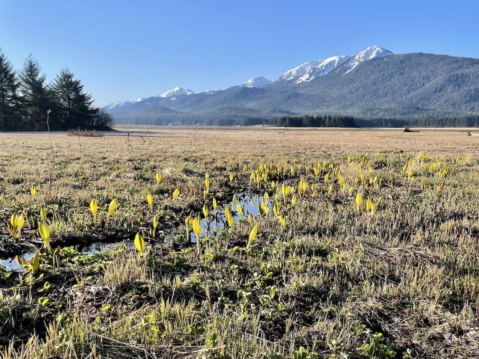 Wetlands in the sun