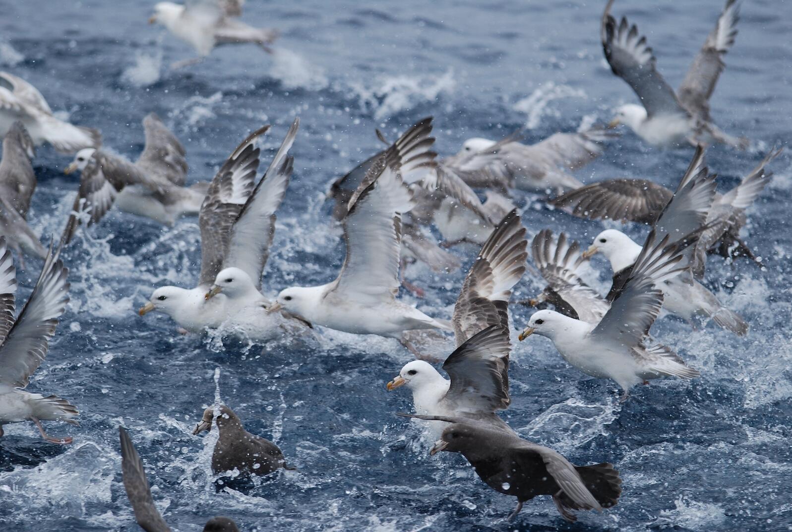 Flock of seabirds in water
