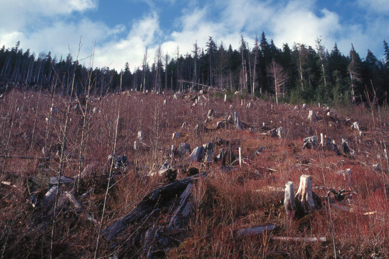 Clearcut on Prince of Wales Island.