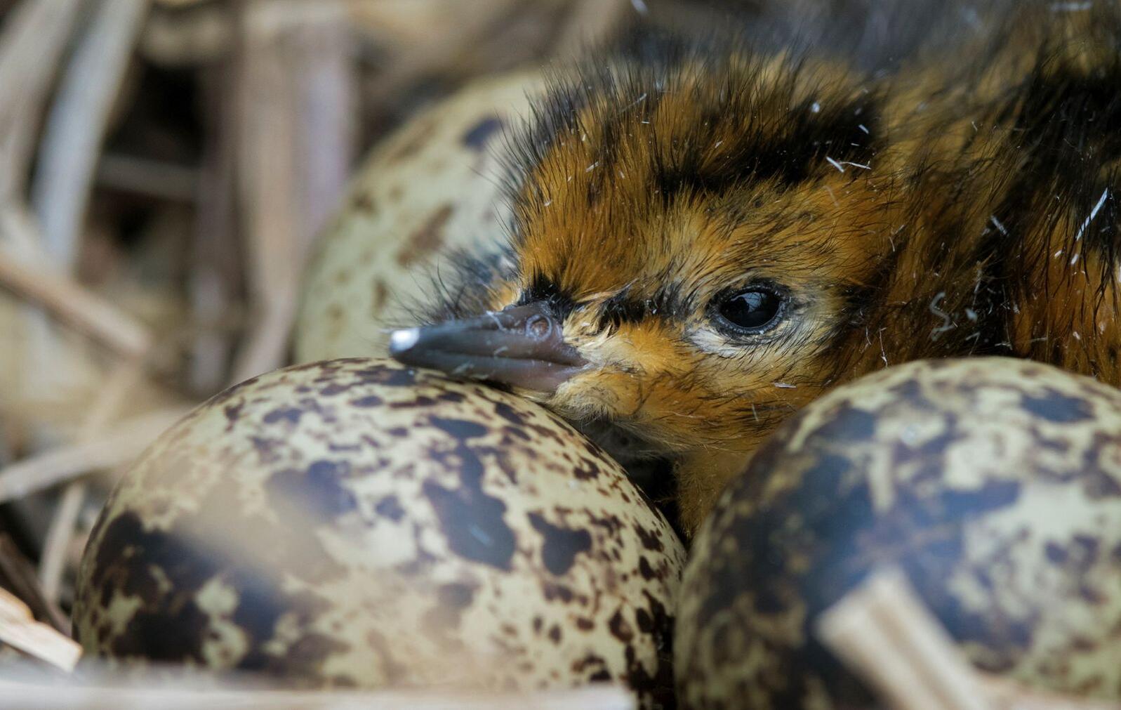 Juvenile bird resting on egg