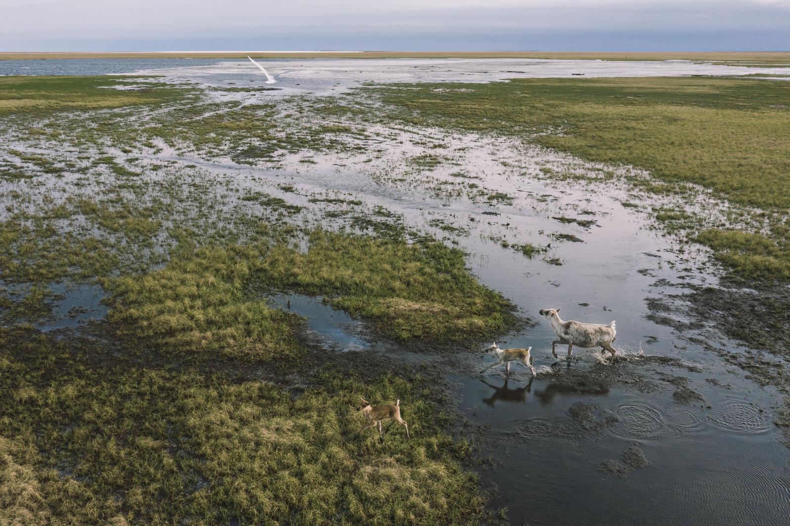 Wildlife in Teshekpuk Lake Special Area