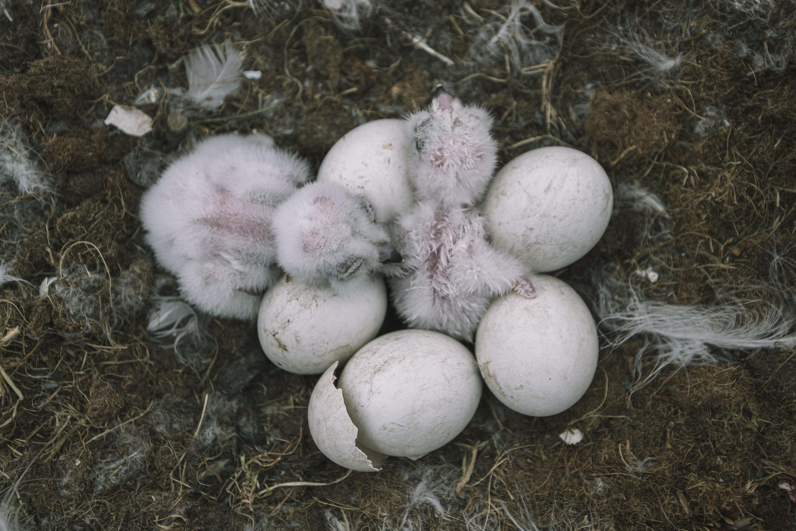 snowy owl eggs