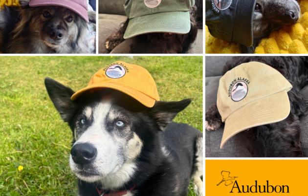 Audubon Alaska Hats!