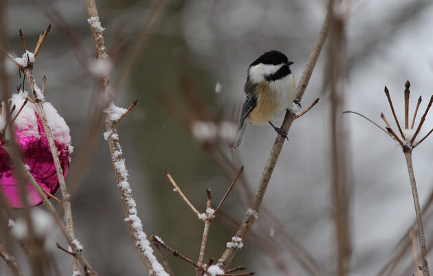 The Importance of Community Science and eBird for Alaska’s Birds