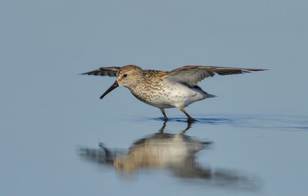 “Sandpipers on the Silvery Stikine”