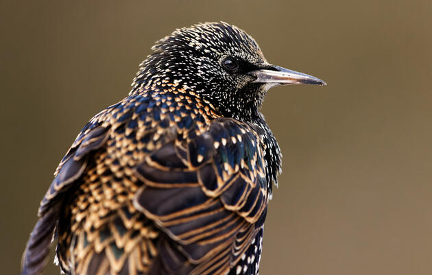 New Study Shows European Starlings to Be Crazy Smart; Anchoragites Probably Aren’t Surprised