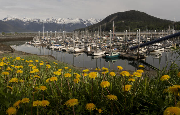 Southeast Alaska Birding Trail