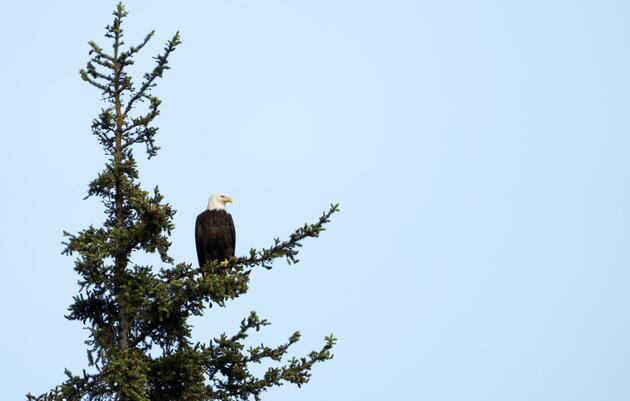 Chilkat Bald Eagle Preserve IBA