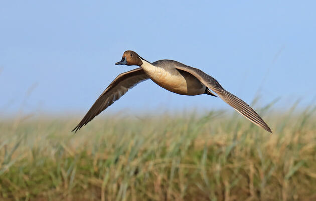 Simple Actions to Help Alaska’s Birds