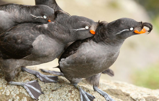 Better Know a Bird: The Wild and Kinky Mating Rituals of the Crested Auklet