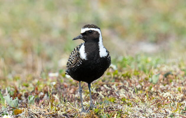 American Golden-Plover Southbound Migration Project