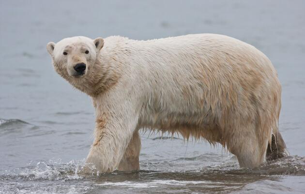 Biden Administration Commits to Climate Action