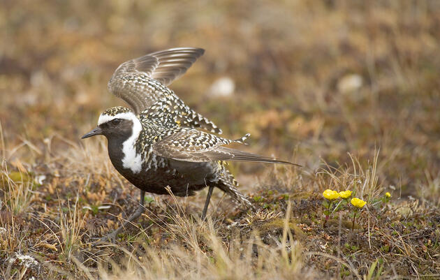 American Golden-Plovers Have Been Tagged to Follow Southbound Migration