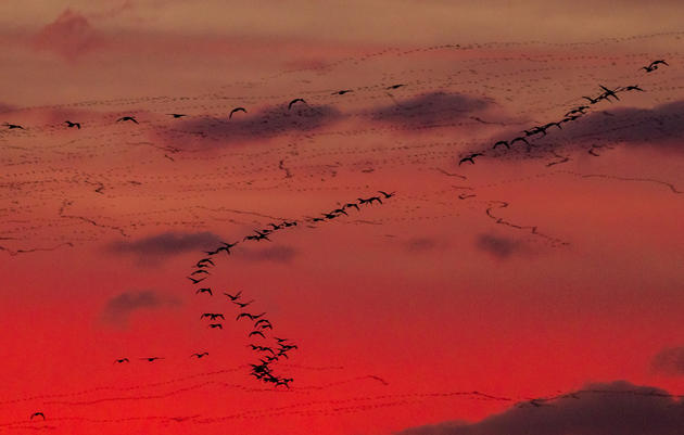 Mapping Bird Migrations