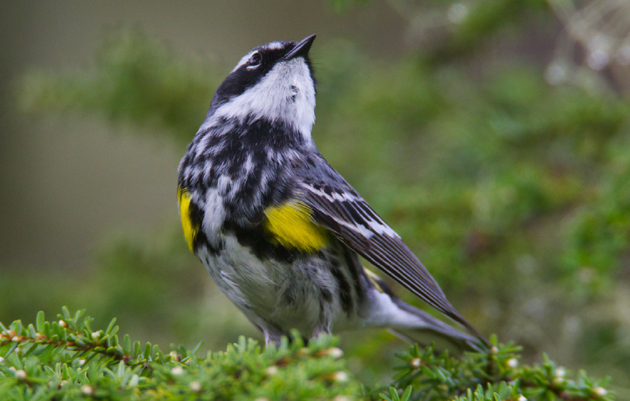 Anchorage Bird Walks