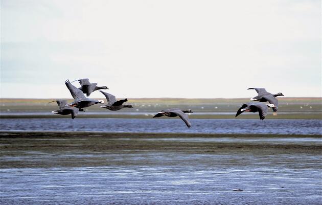 Izembek: An Incredibly Critical Migratory Bird Habitat Is at Risk