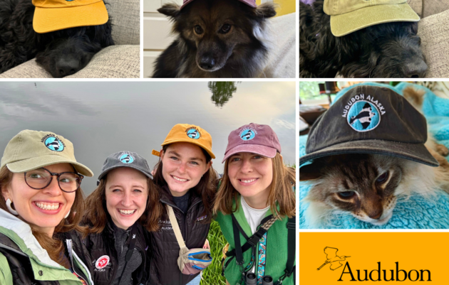 Audubon Alaska Hats!