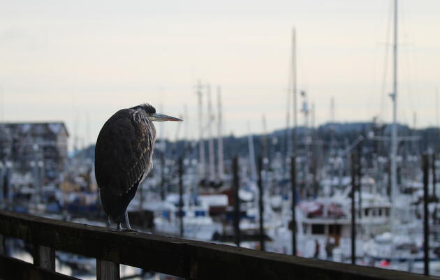 Southeast Alaska Bird Trail—What’s Coming in 2024