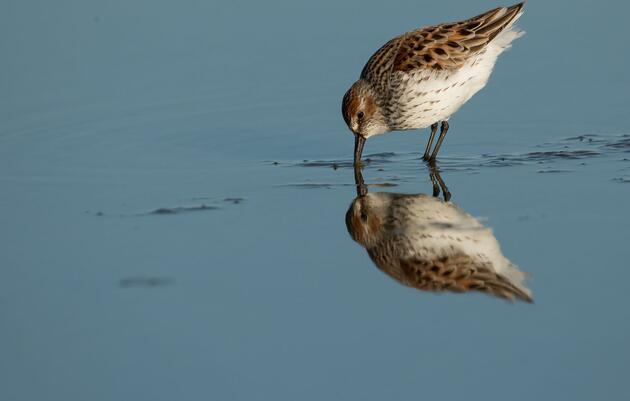 Let Them Eat Mud: How Biofilm Can Change Shorebird Conservation