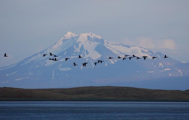 Show up for Izembek National Wildlife Refuge on Monday!