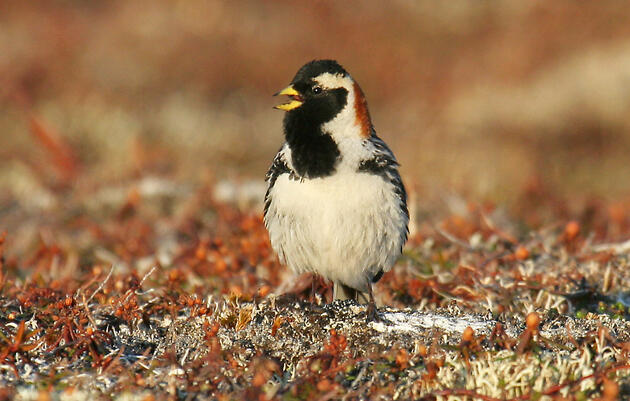 Sounds of the Arctic: Tuning in to a Changing Acoustic Landscape