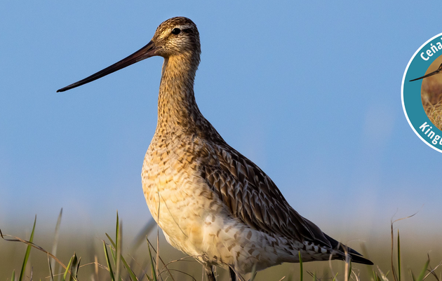 Shorebirds for Today & Tomorrow/Ceńairet Maa-irpak Kingunemteńun-llu