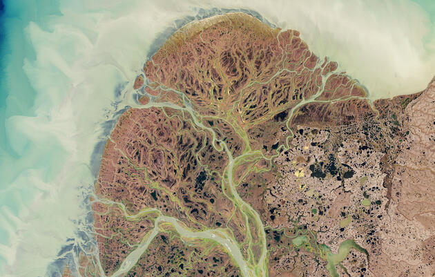 Western Alaska’s Yukon-Kuskokwim Delta Is Big … for Arctic-Breeding Shorebirds