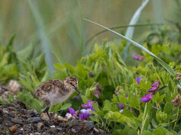 Safety Sound, a Crucial Stopover Site for Migrant Birds, Is Under Threat From a Mining Operation