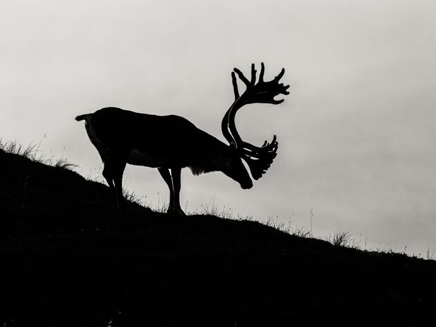 A Victory for the Brooks Range
