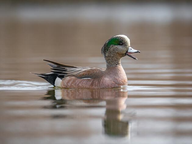 eBird Presentation and Field Trip for Waterfowlers, Birders, and Outdoor Enthusiasts