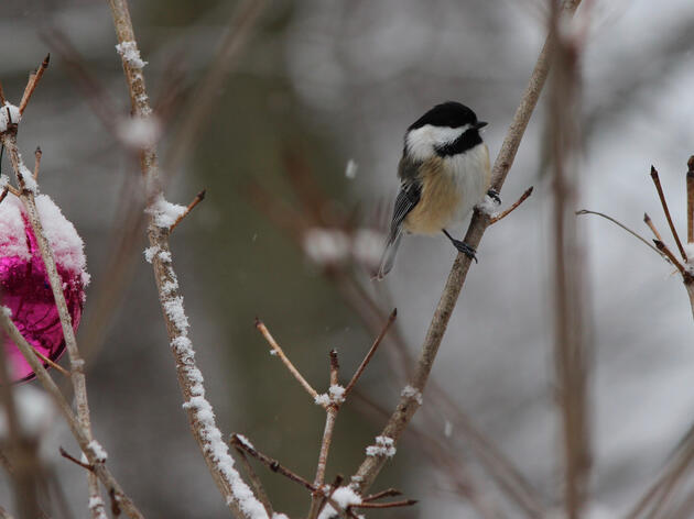 The Importance of Community Science and eBird for Alaska’s Birds